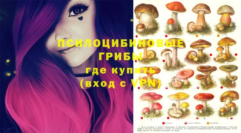 Галлюциногенные грибы Psilocybe  Каменногорск 